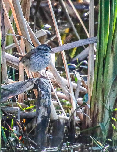 Swamp Sparrow - ML614401176