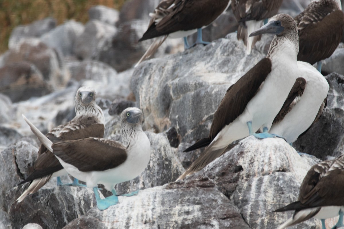 Blue-footed Booby - ML614401185