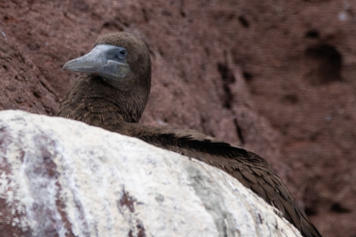 Brown Booby - ML614401217