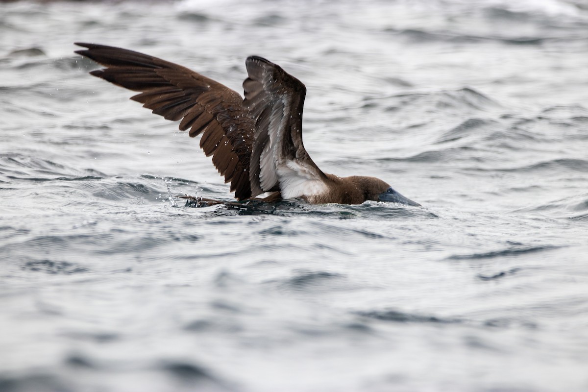 Brown Booby - ML614401218
