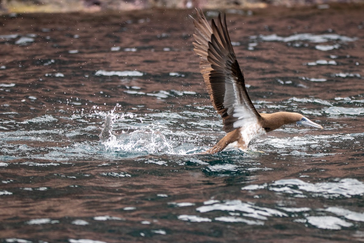 Brown Booby - ML614401219