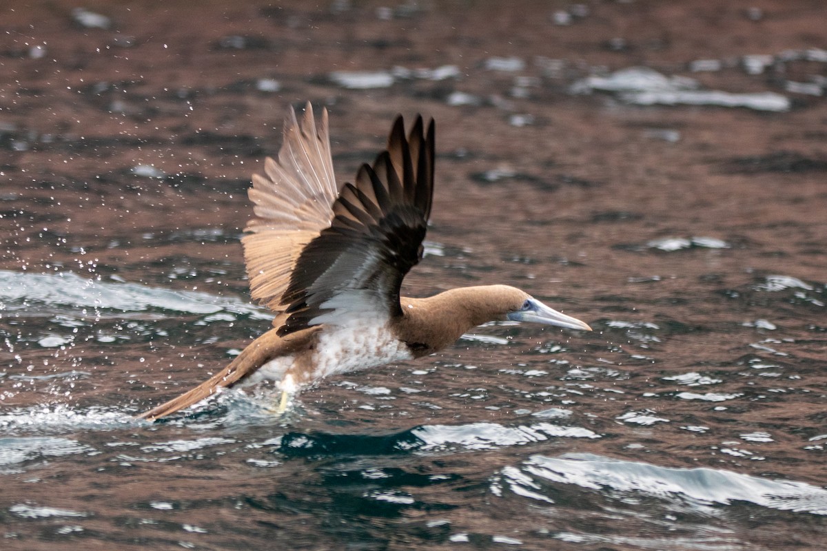 Brown Booby - ML614401220