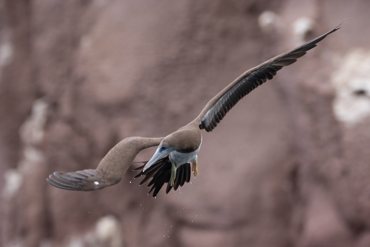 Brown Booby - ML614401221