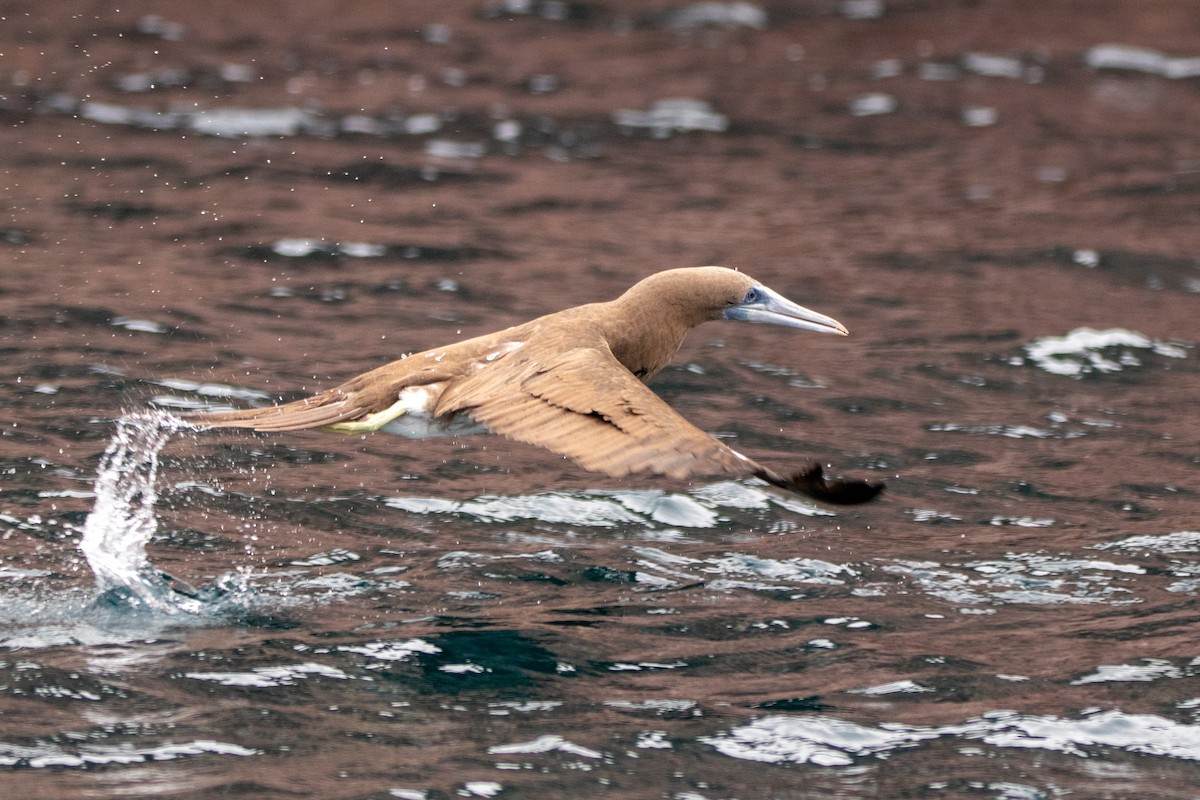 Brown Booby - ML614401222