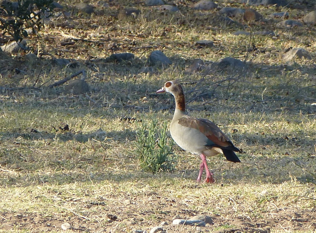 Egyptian Goose - ML614401351