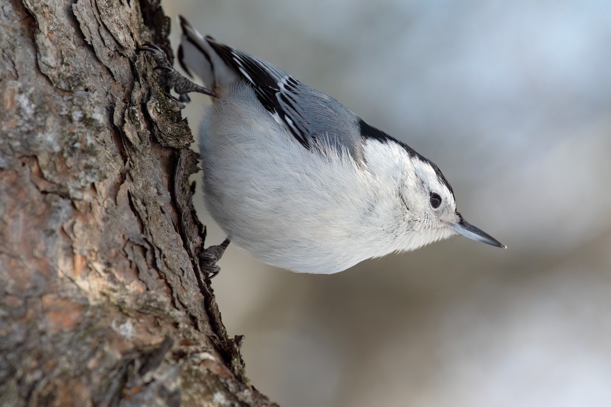 White-breasted Nuthatch - Daniel Campeau