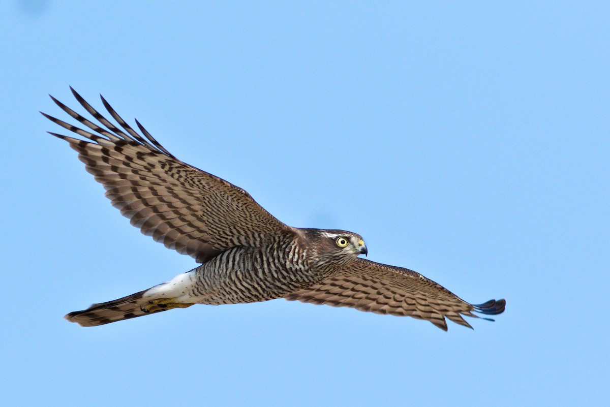 Морин харцага - ML614401407