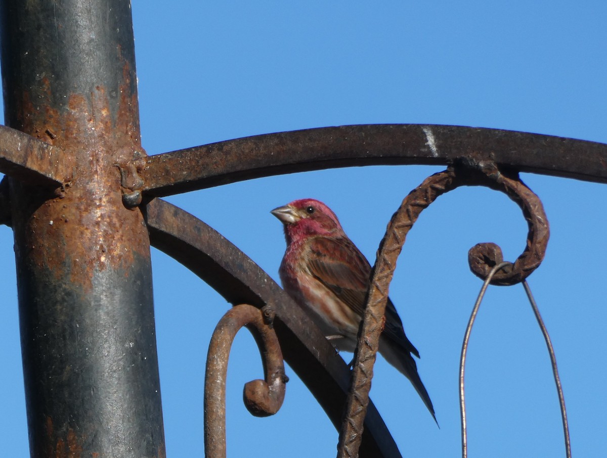 Purple Finch - JoAnn Neddermann