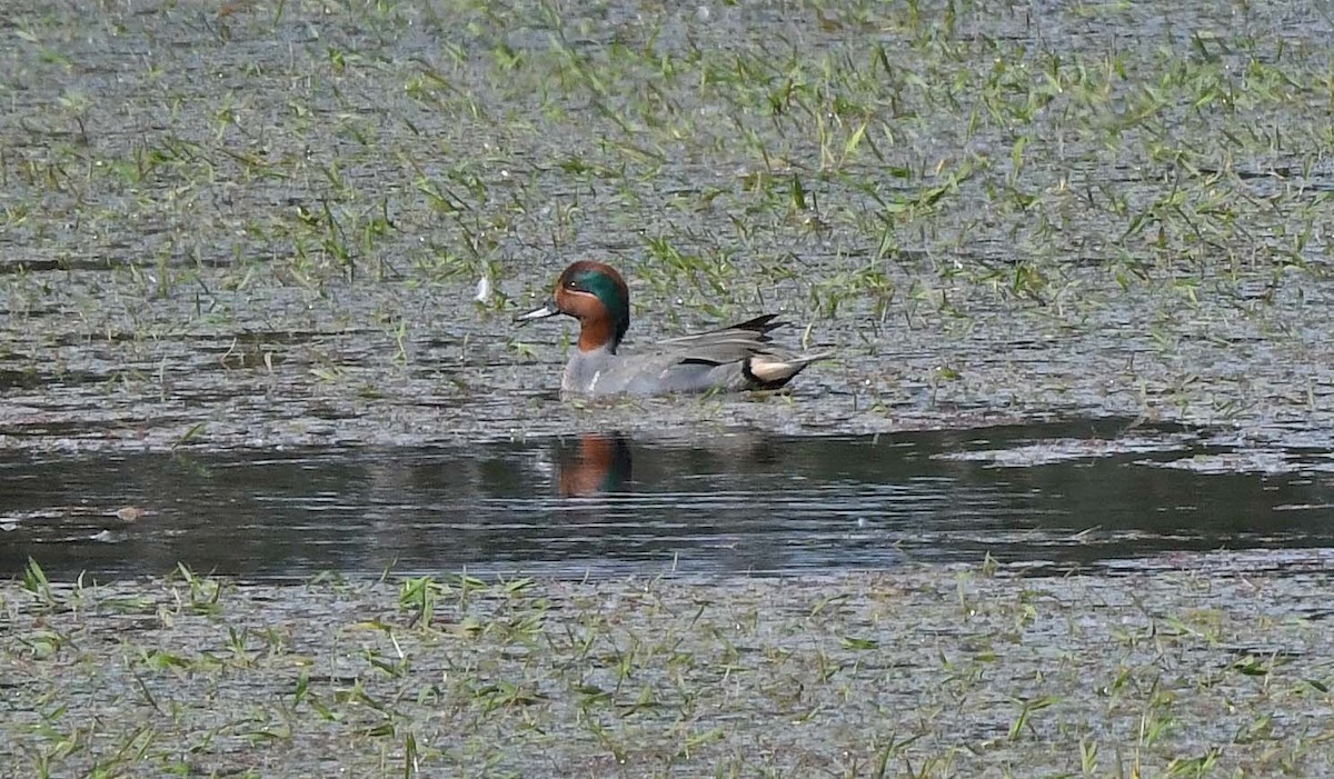 Green-winged Teal - ML614401495