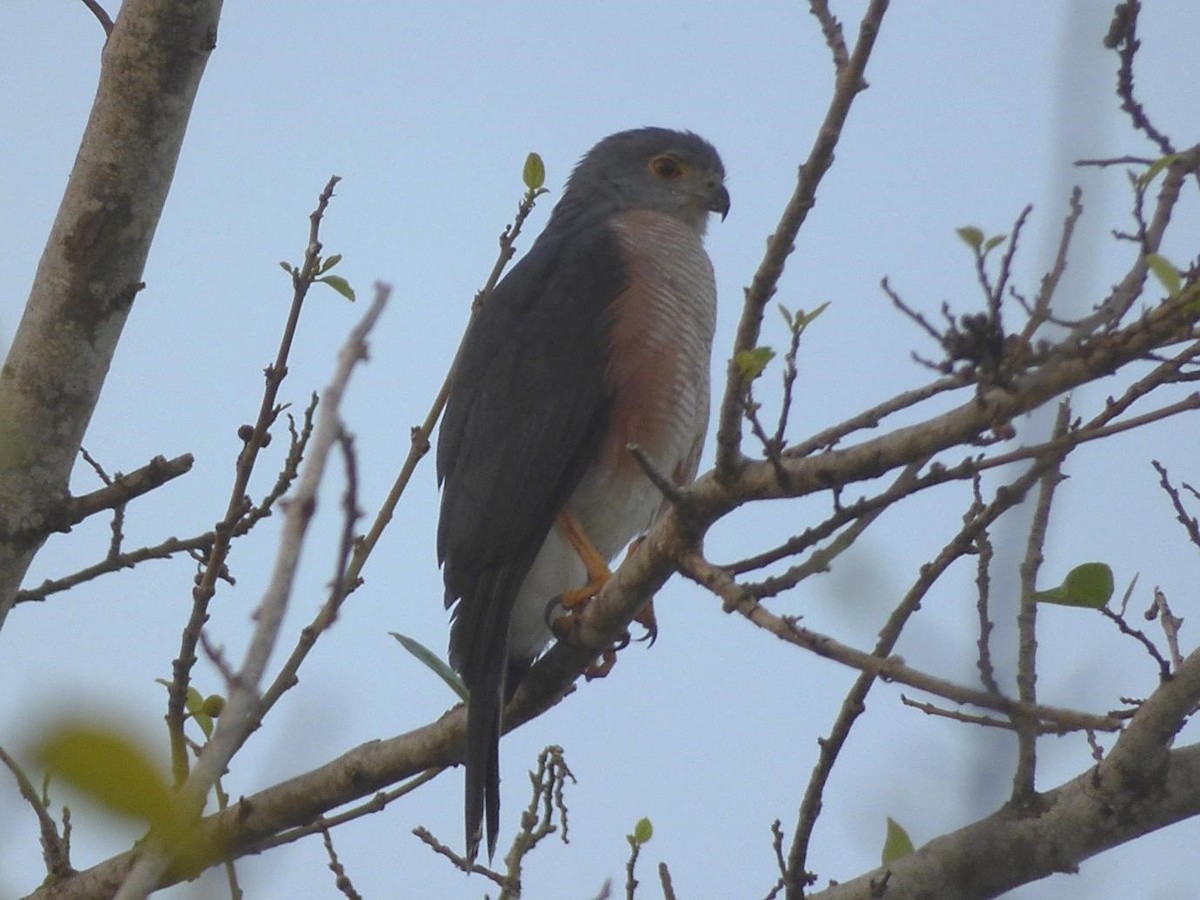 African Goshawk (Pemba) - ML614401580