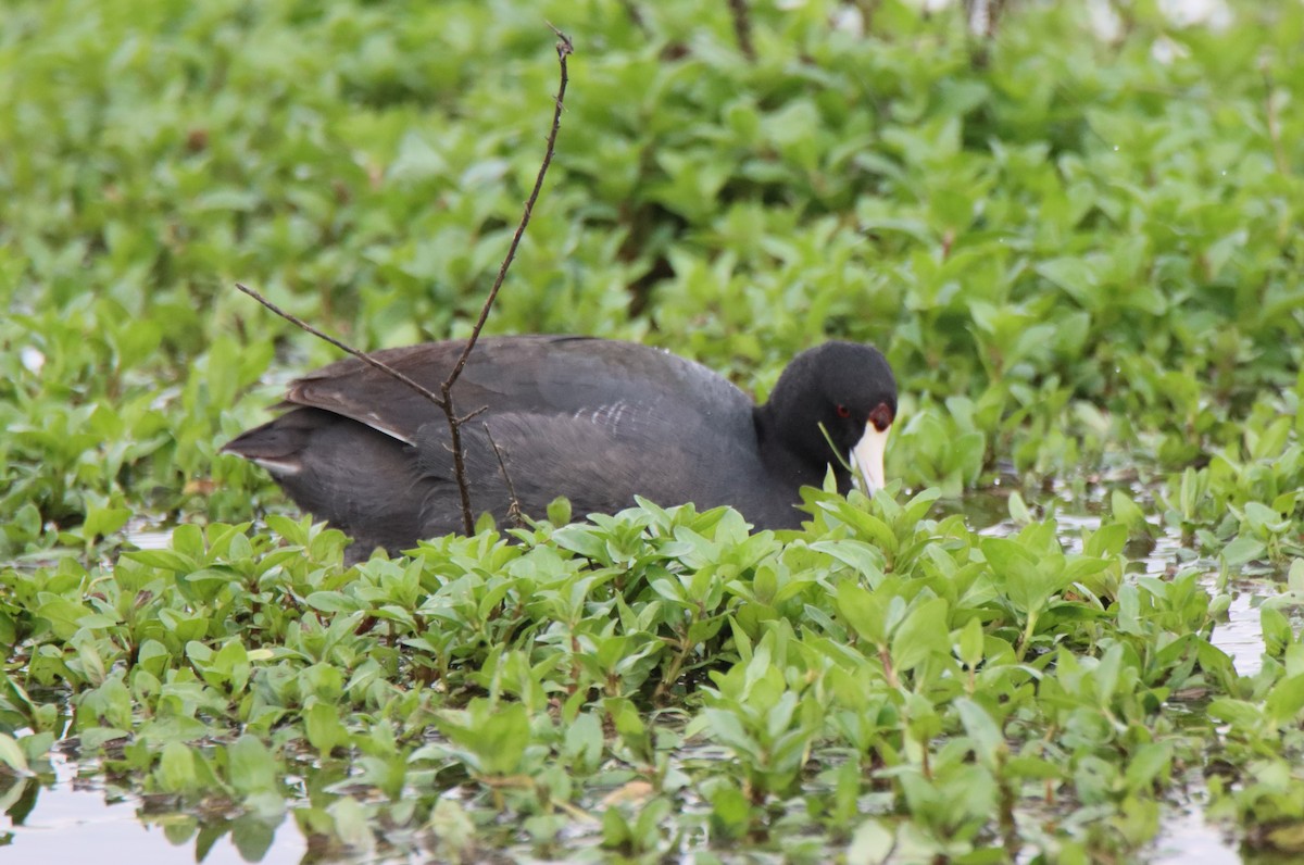 American Coot - ML614401602