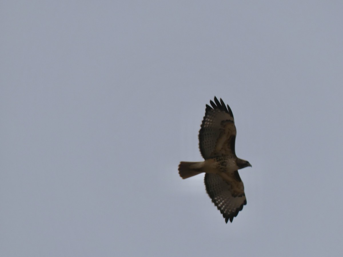 Red-tailed Hawk - ML614401610