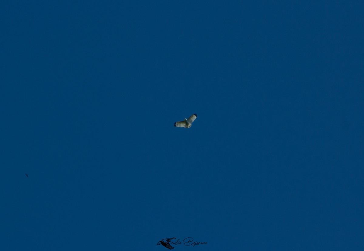 White Hawk - ML614401720