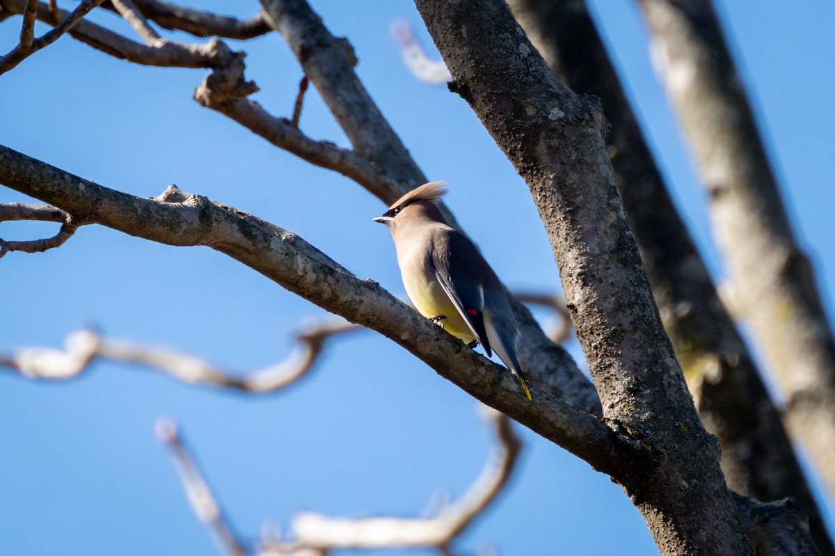 Cedar Waxwing - ML614401753