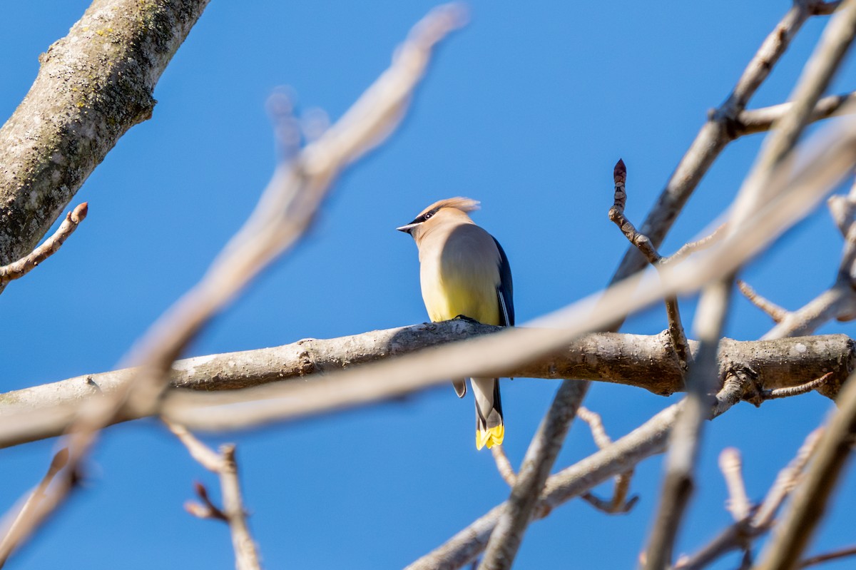 Cedar Waxwing - ML614401754