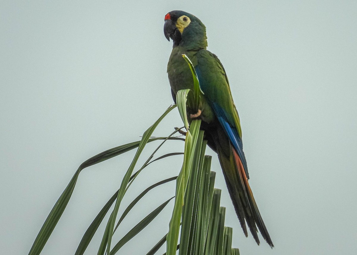 Guacamayo Maracaná - ML614401767