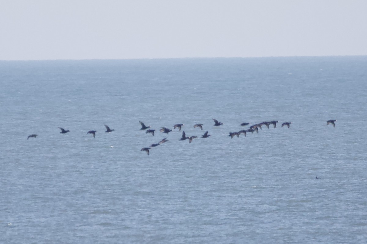 Black Scoter - Adam Prince