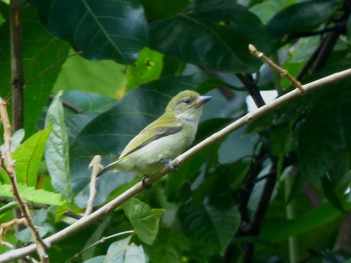 Green Tinkerbird - Barry Reed