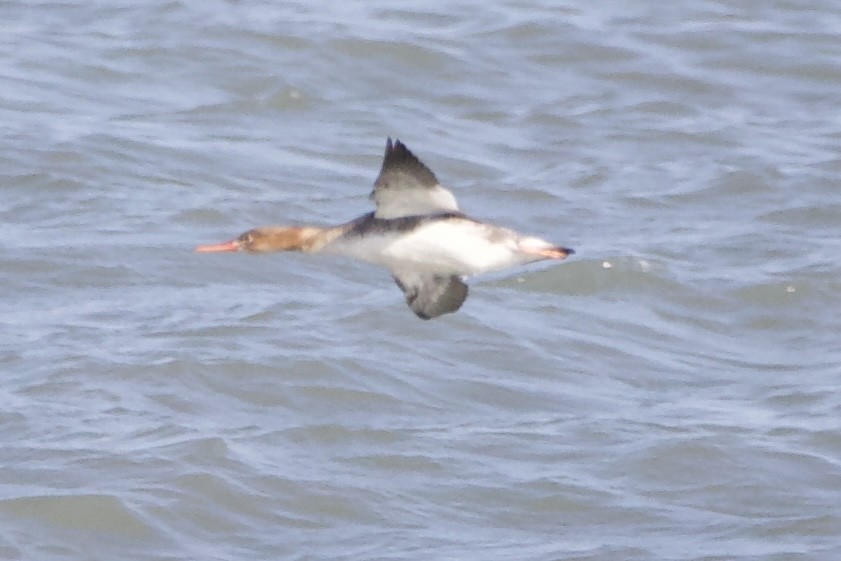 Red-breasted Merganser - ML614401865