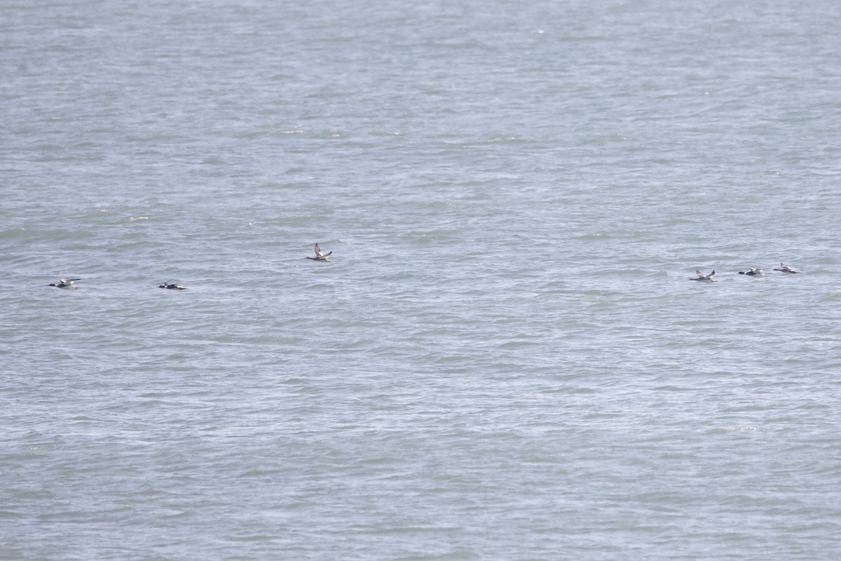 Red-breasted Merganser - ML614401868