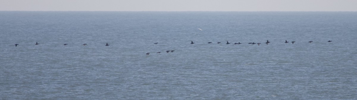 White-winged Scoter - ML614401916