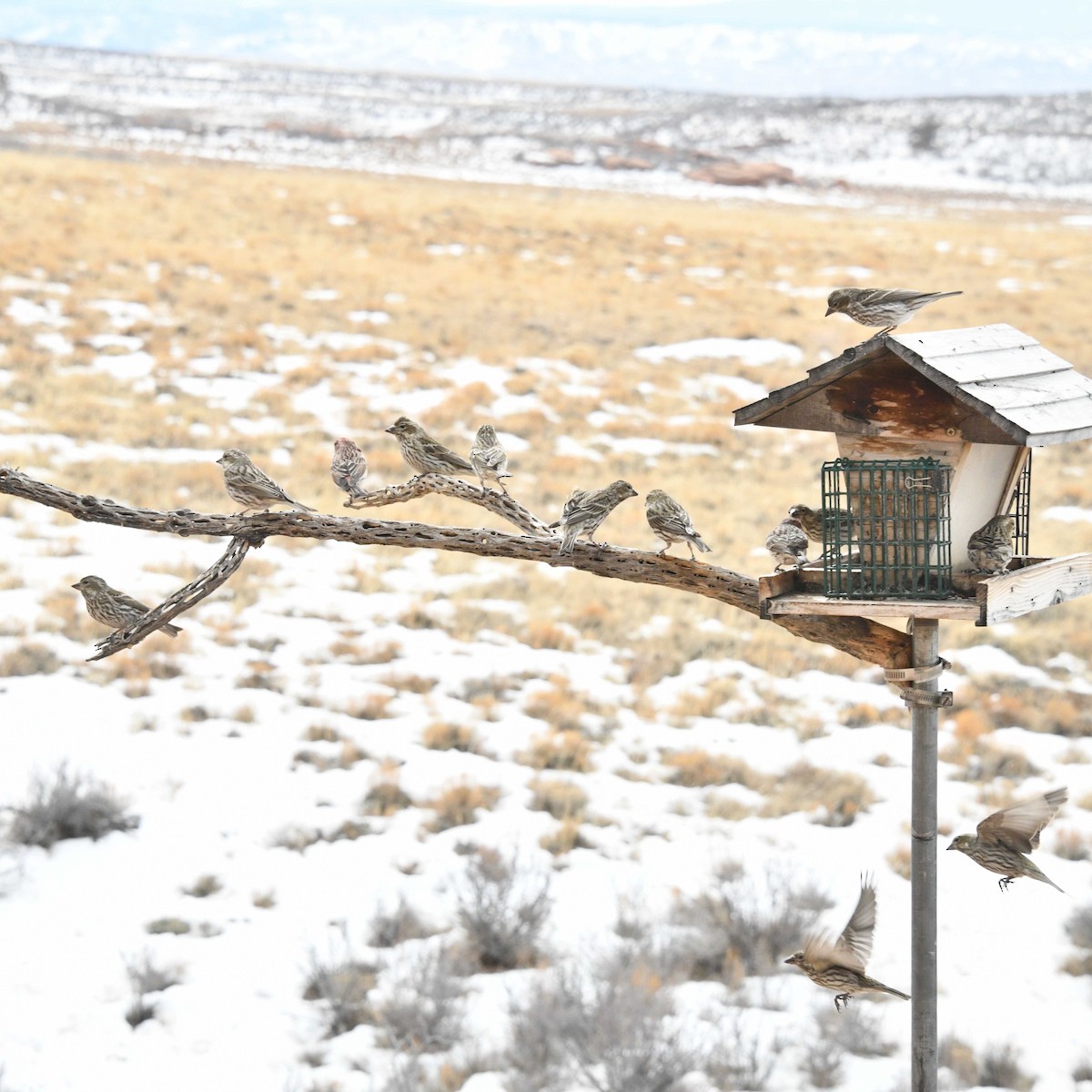 Cassin's Finch - ML614402029