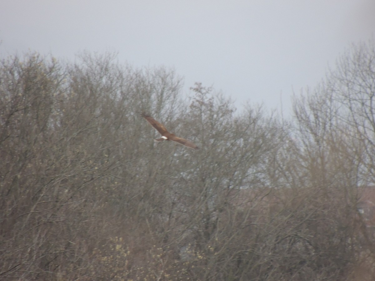 Hen Harrier - ML614402122