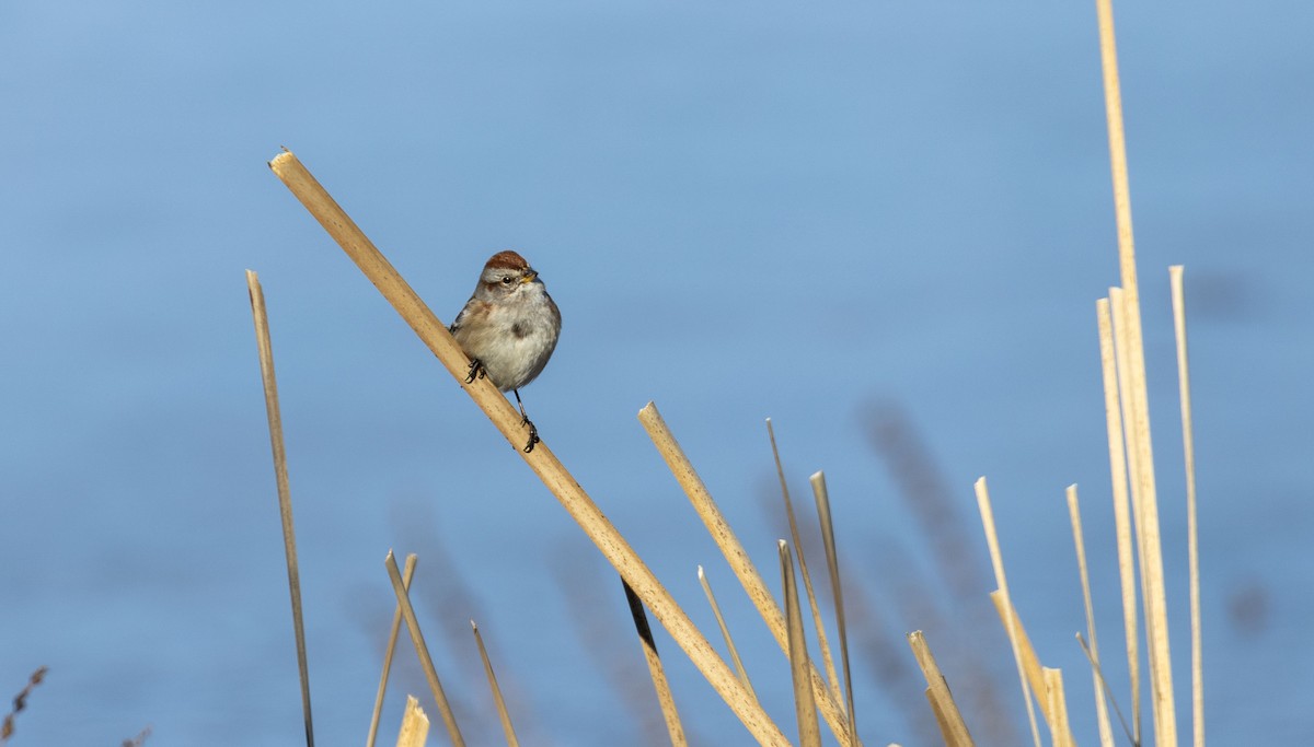 American Tree Sparrow - ML614402158