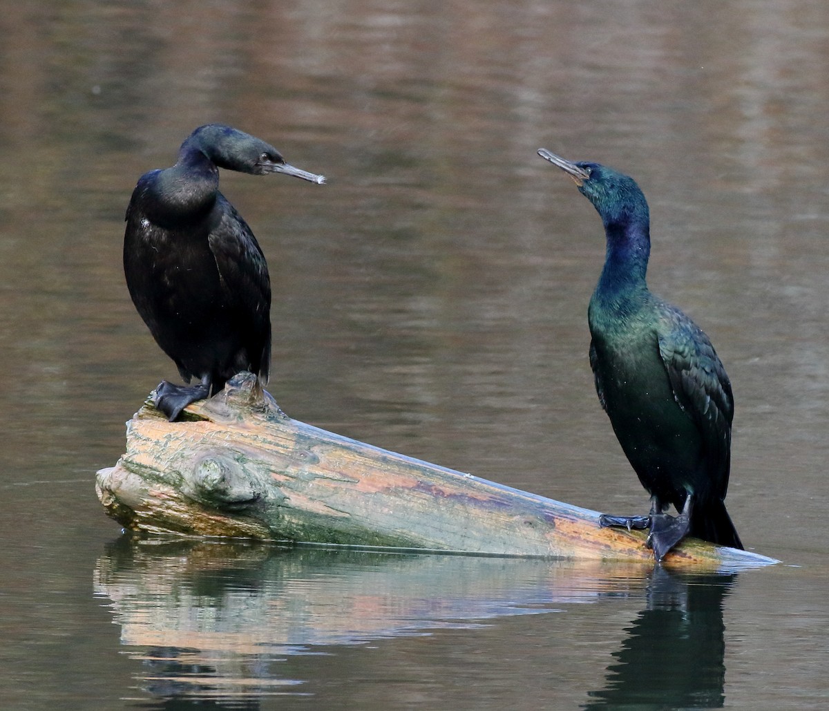 Pelagic Cormorant - Kent Leland