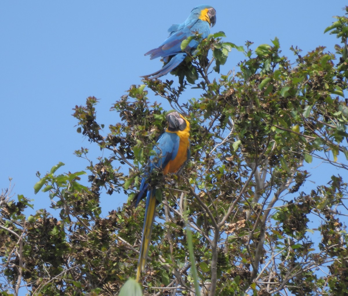 Blue-and-yellow Macaw - ML614402260
