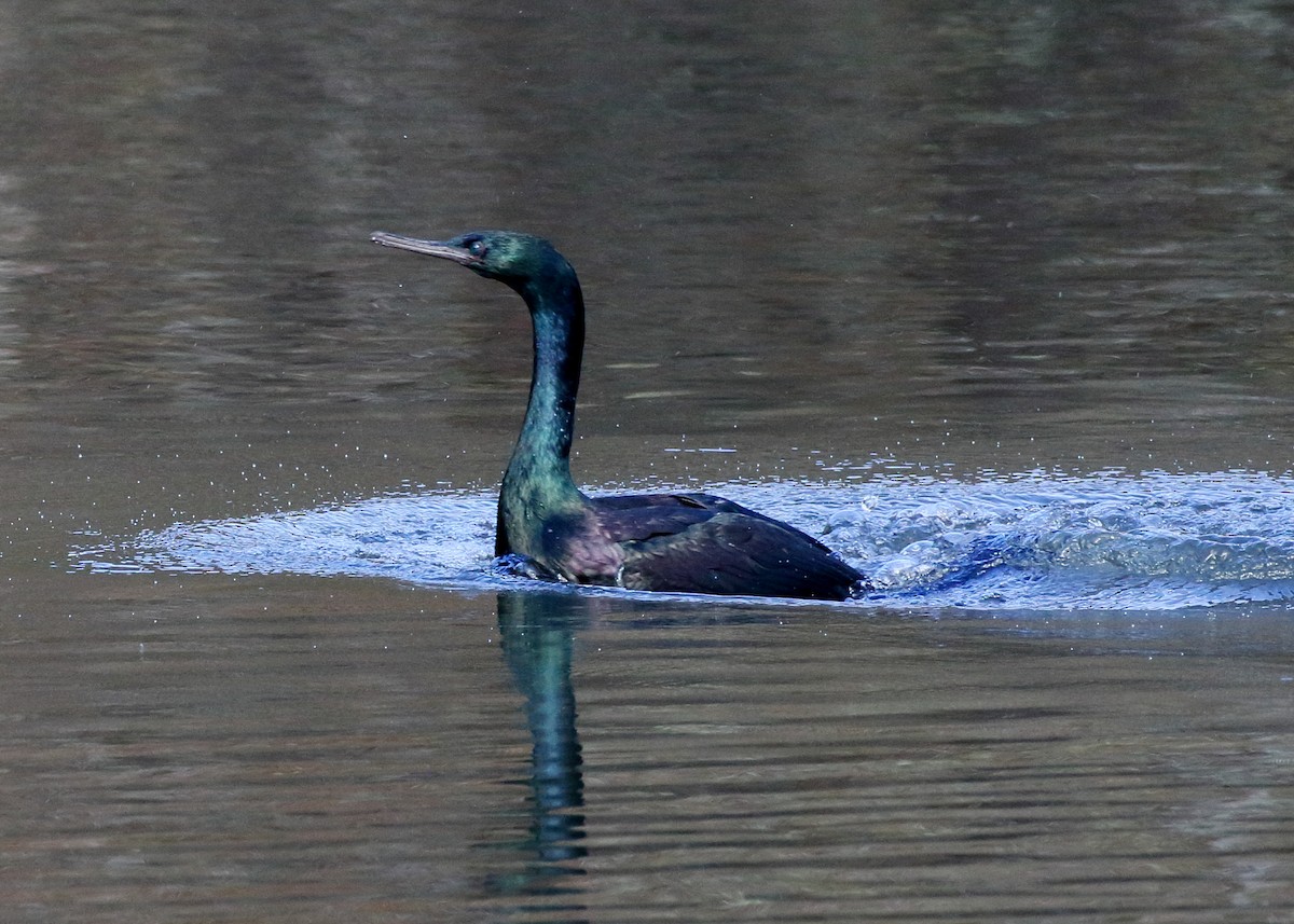 Pelagic Cormorant - Kent Leland