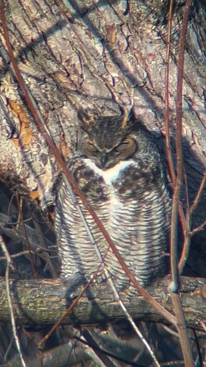 Great Horned Owl - ML614402301