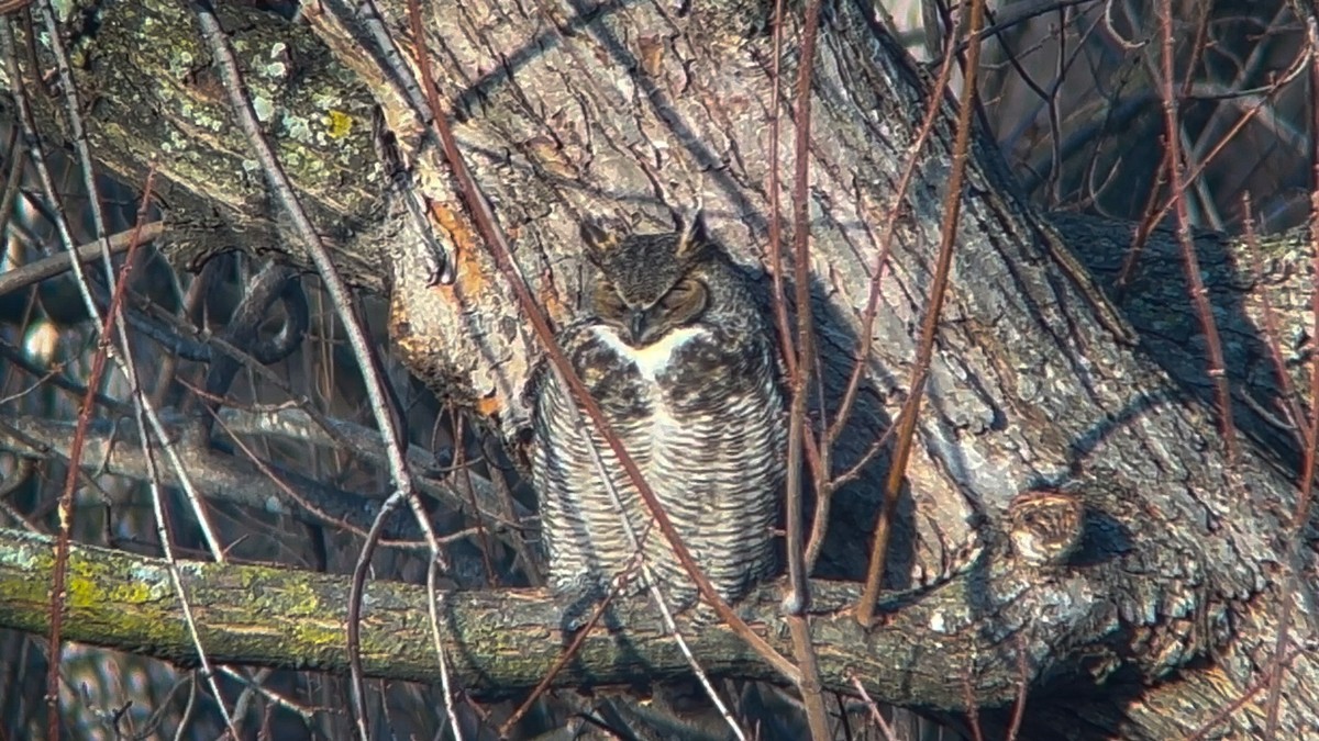 Great Horned Owl - ML614402302