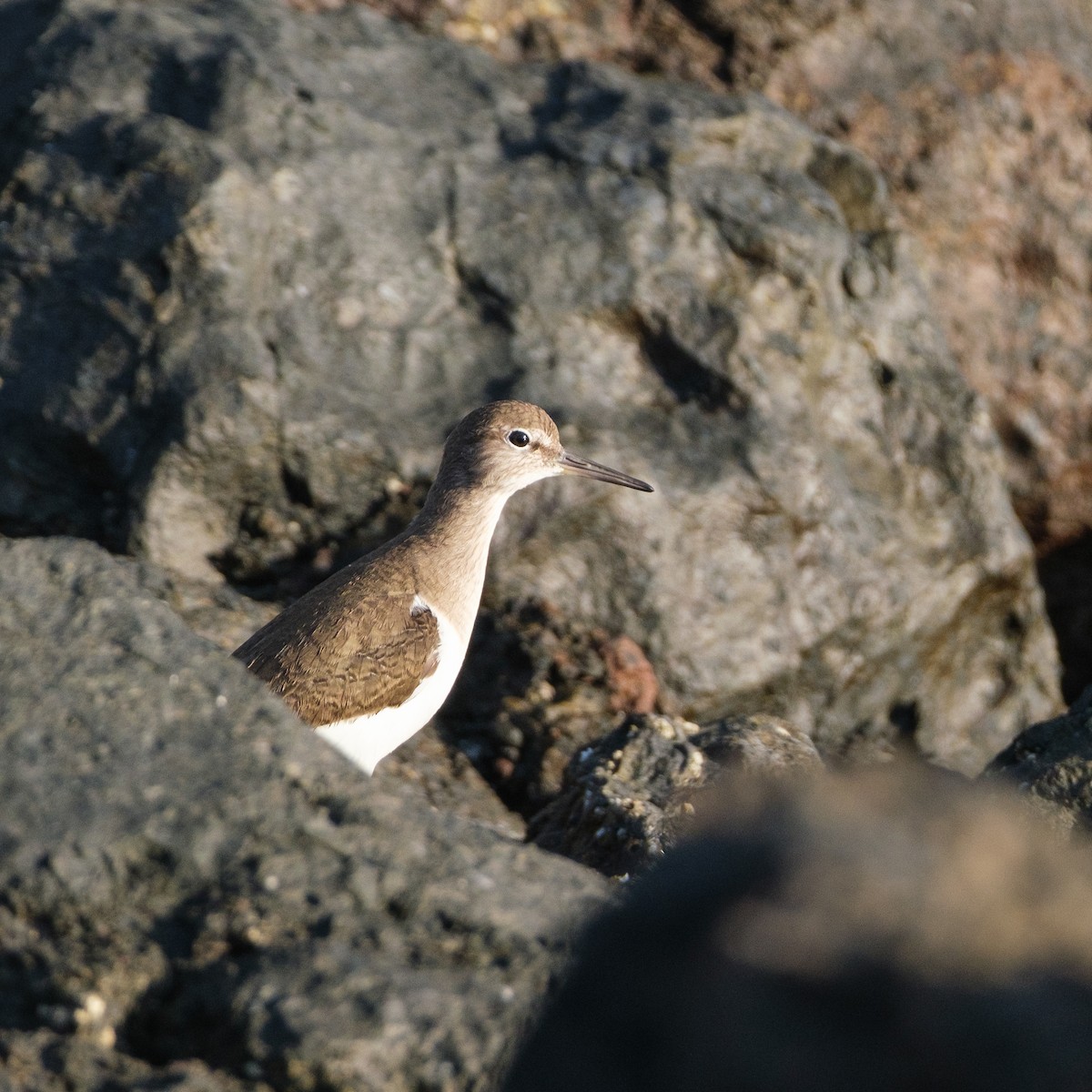 Common Sandpiper - ML614402375