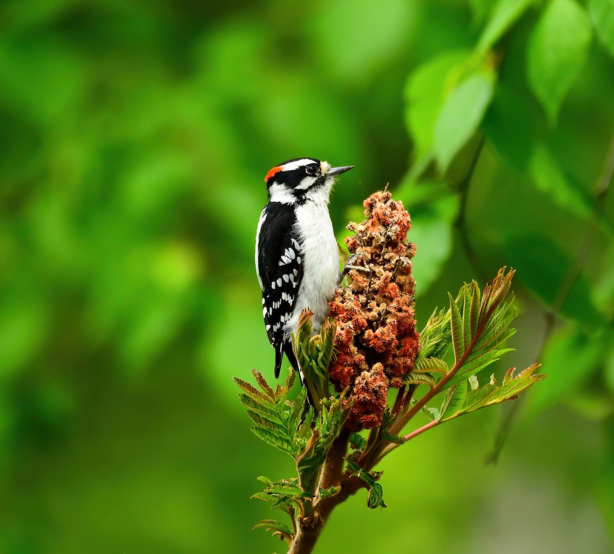 Downy Woodpecker - Linda Lee