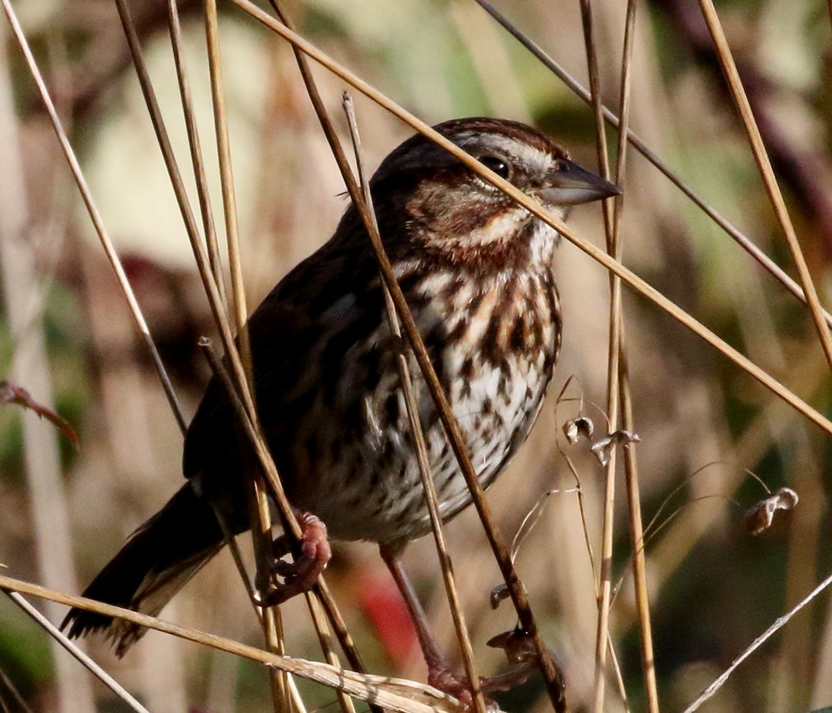 Song Sparrow - ML614402431