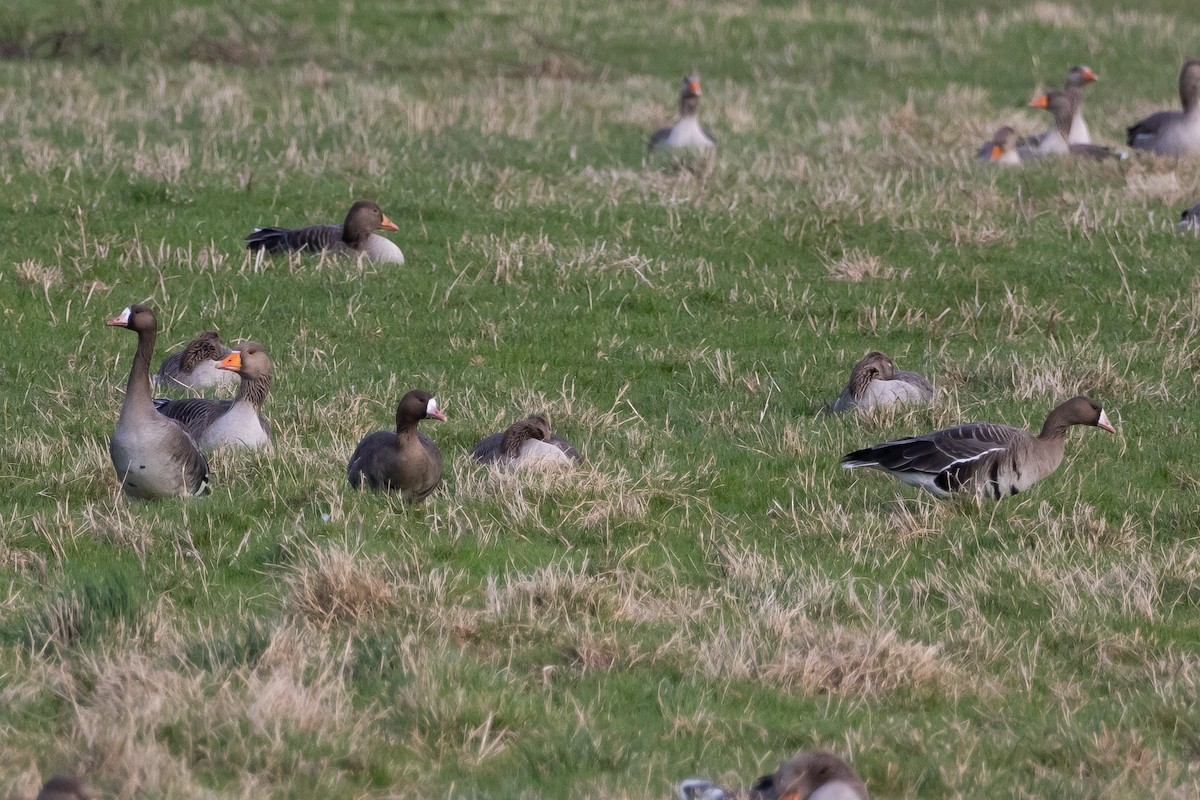 Greater White-fronted Goose - ML614402589