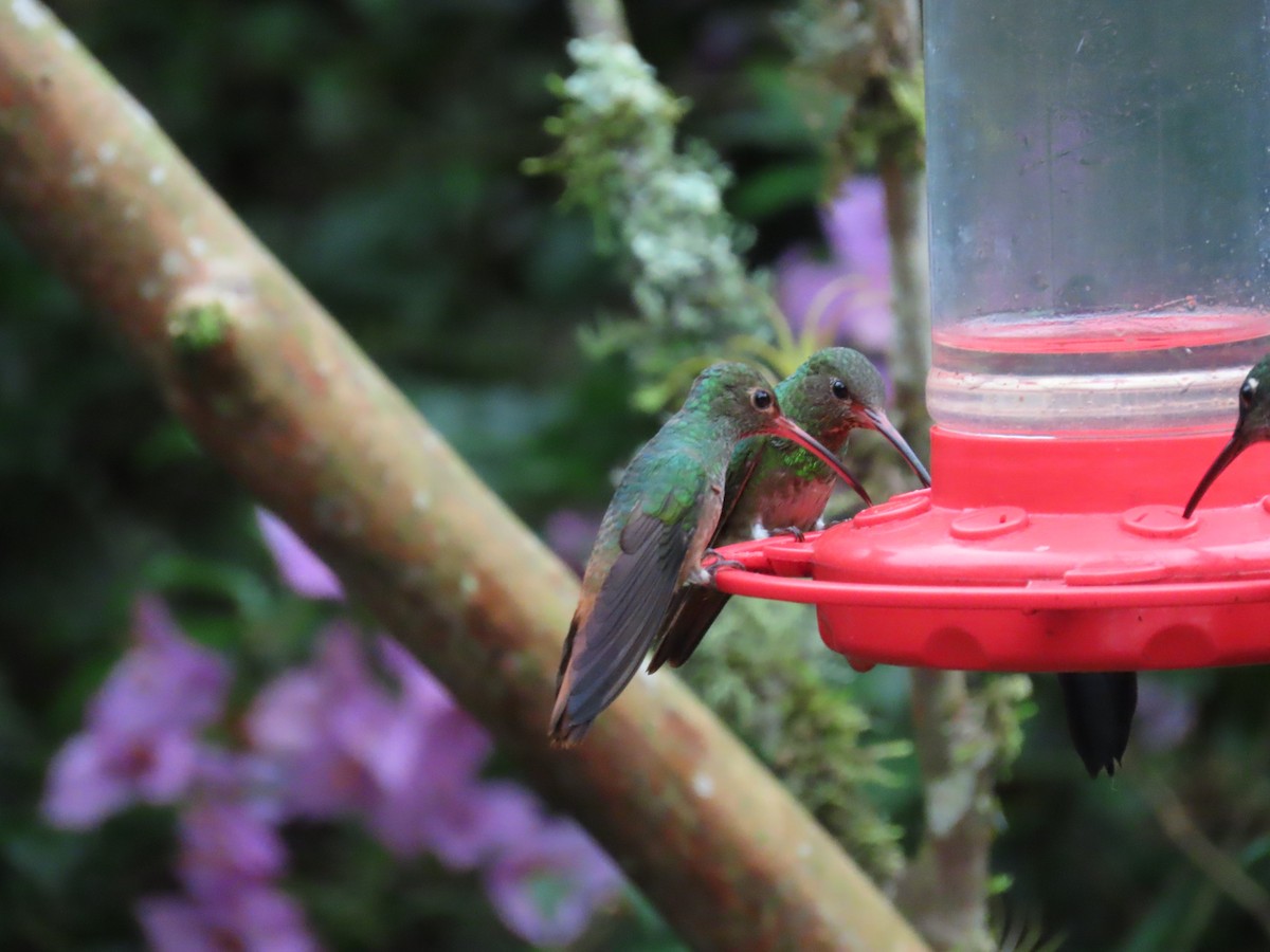 Rufous-tailed Hummingbird - ML614402604