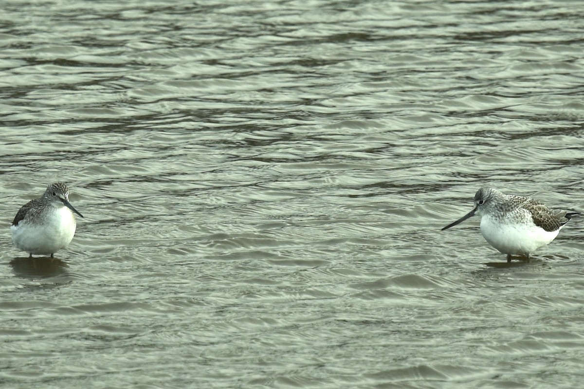 Common Greenshank - ML614402617