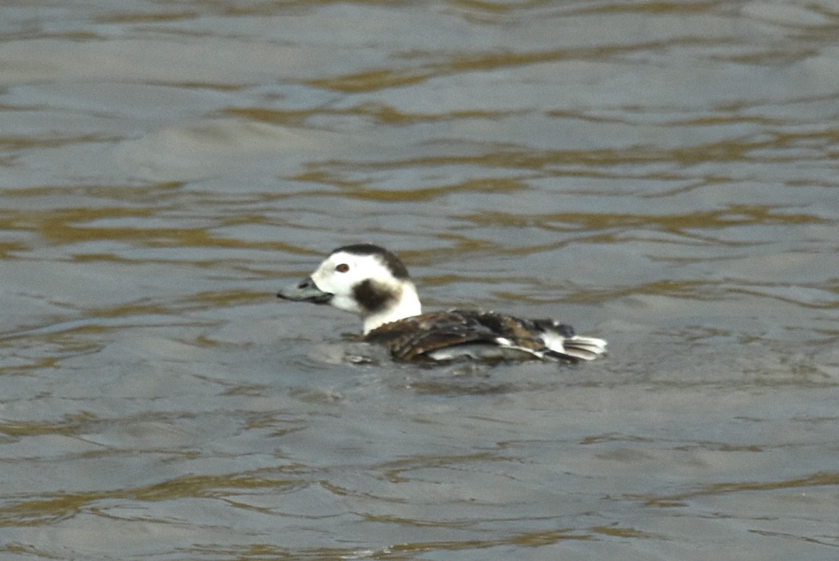 Long-tailed Duck - ML614402621