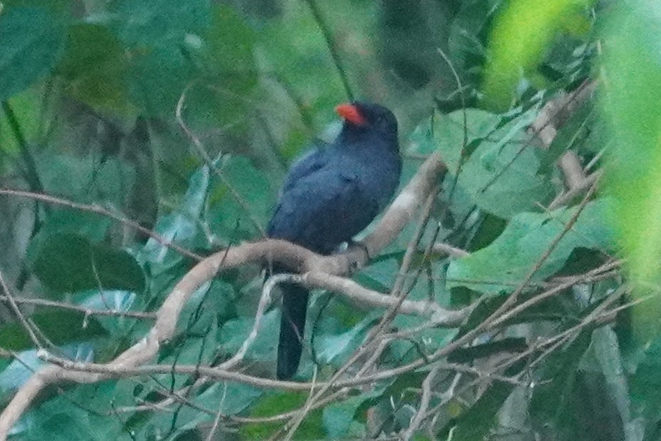 Black-fronted Nunbird - ML614402655