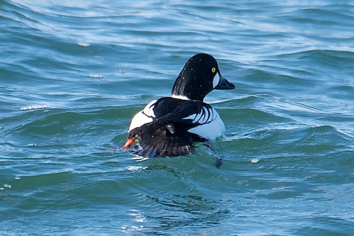 Common Goldeneye - ML614402657