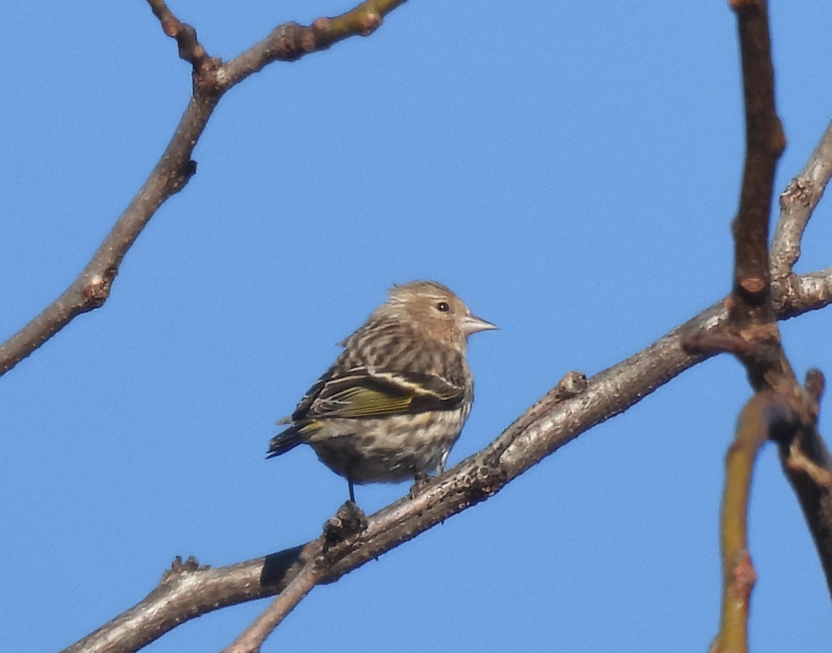 Pine Siskin - ML614402661