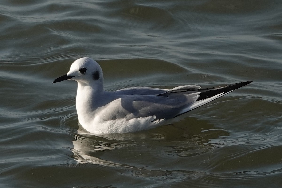 Bonaparte's Gull - ML614402678