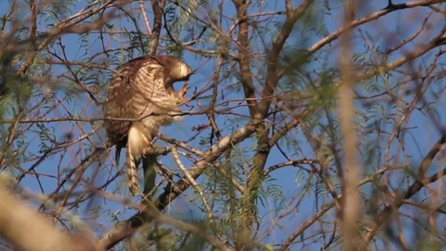 Roadside Hawk - ML614402695