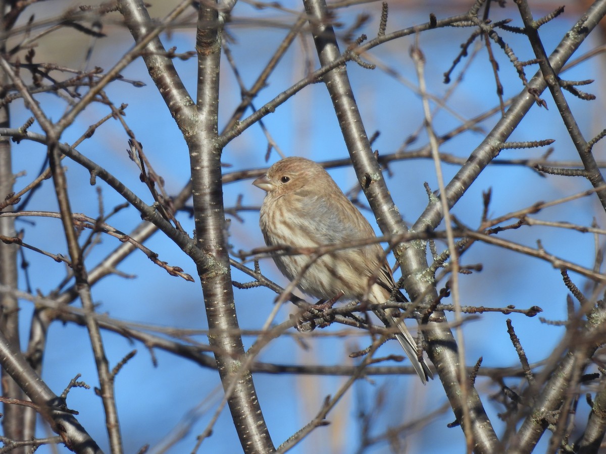 House Finch - ML614402728