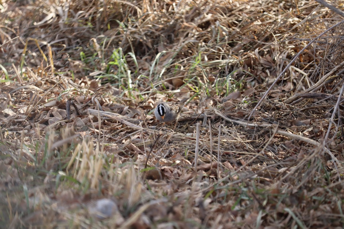 White-crowned Sparrow (Gambel's) - ML614402740