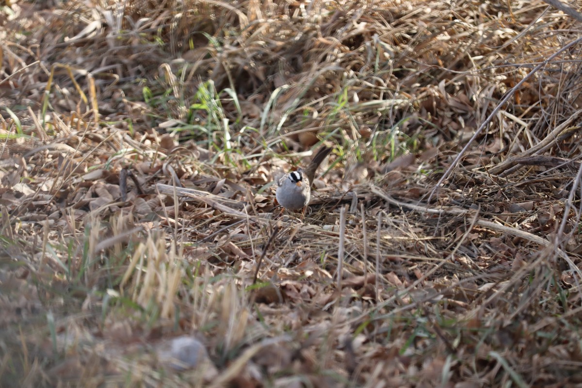 Bruant à couronne blanche (gambelii) - ML614402741