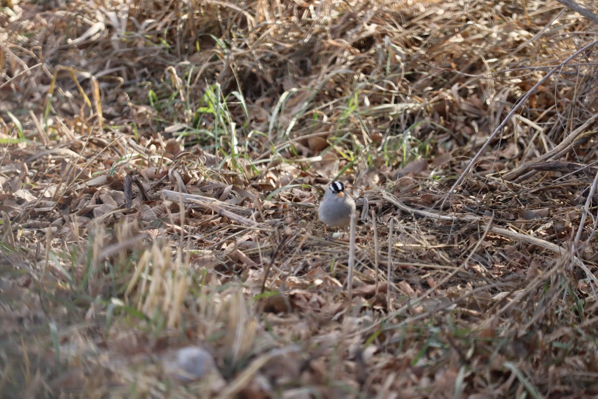 White-crowned Sparrow (Gambel's) - ML614402742