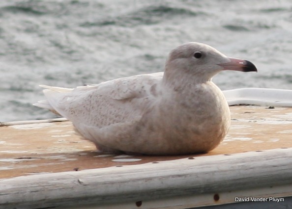 Glaucous Gull - ML614402753